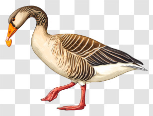 Goose Eating Snacks - Walking Goose Illustration Transparent PNG