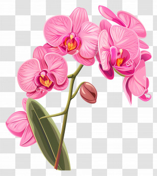 Pink Orchid Flower - Pink Orchid Flowers Transparent PNG