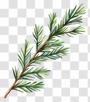 Leaf Painting - Evergreen Pine Tree Branch Illustration Transparent PNG