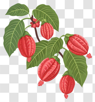 Plant - Red Fruits On Branch Transparent PNG