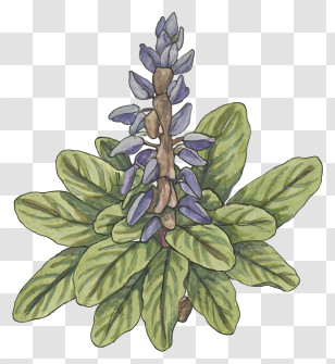 Watercolor Painting - Blue Flower And Green Leaves Botanical Illustration Transparent PNG