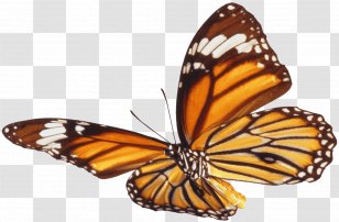 Fly - Moths And Butterflies - Monarch Butterfly Transparent PNG