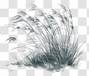 Curved Grass Field - Reed Plants Blowing In The Breeze Illustration Transparent PNG