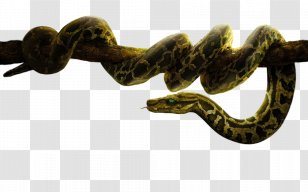 Kaa Bagheera The Jungle Book Baloo Hollywood - 2 Transparent PNG