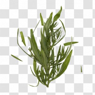 Tarragon Grasses Herbalism Plant Stem Leaf - Family Transparent PNG