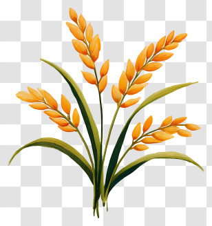 Brown Rice - Golden Wheat Illustration For Harvest Season Transparent PNG