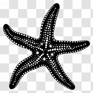Starfish Silhouette - Black Starfish Illustration Design Transparent PNG