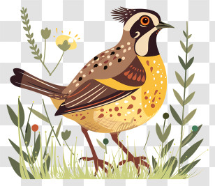 Quail - Colorful Bird Illustration In Natural Habitat Transparent PNG