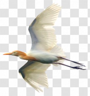 White Stork Water Bird Cygnini - Ciconiiformes Transparent PNG