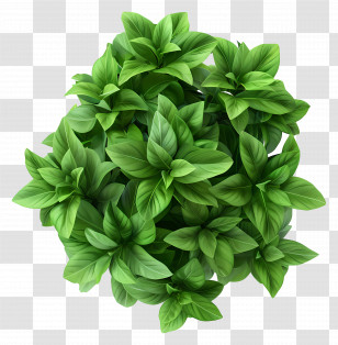 Plant Top View - Fresh Green Basil Leaves Cluster Transparent PNG