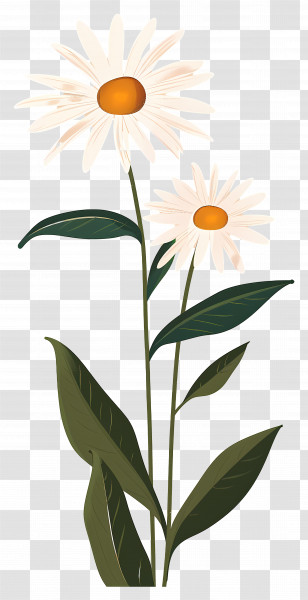 Daisy Flowers - Elegant White Daisy Illustration Transparent PNG