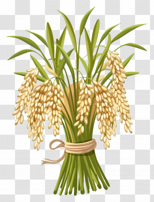 Bundle Of Rice Plants - Bundle Of Harvested Rice Plants Transparent PNG