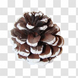 Pine Conifer Cone Spruce Clip Art - Auglis - Pinaceae Transparent PNG