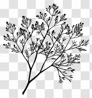 Fennel - Black Plant Silhouette Illustration Transparent PNG