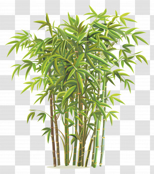 Bamboo Cluster Illustration - Bamboo Cluster Illustration Transparent PNG