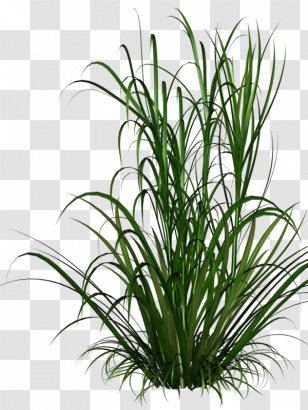 Pennisetum Alopecuroides Ornamental Grass Purple Fountain Japanese ...