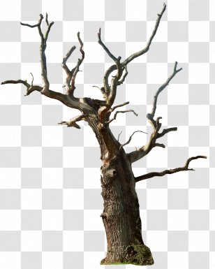 Tree Snag Branch Clip Art - Woody Plant - Dead Transparent PNG