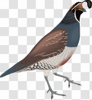 California Quail Bird Clip Art - Sparrow Vector Hand Painted Retro Transparent PNG