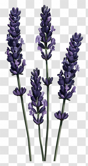 Lavender - Artistic Illustration Of Lavender Flower Stems Transparent PNG