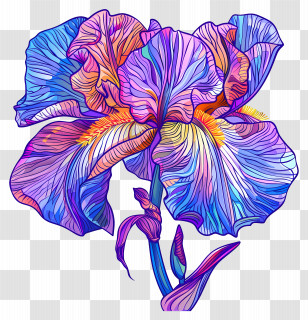 Iris Flower - Colorful Iris Flower Illustration Transparent PNG