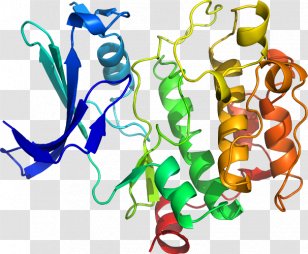 Serine/threonine-specific Protein Kinase NEK2 - Organism - Artwork Transparent PNG