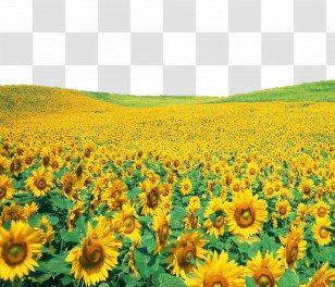 Common Sunflower Wallpaper - Rapeseed - Sunflowers File Transparent PNG
