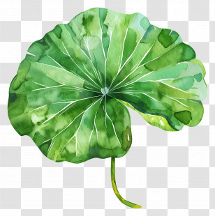 Lotus Leaf - Green Lotus Leaf Illustration Transparent PNG