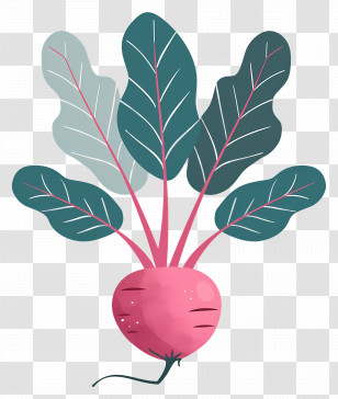 Beetroot - Beetroot Plant Illustration Transparent PNG
