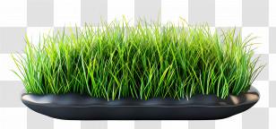 Grass Garden - Green Grass In A Tray Transparent PNG