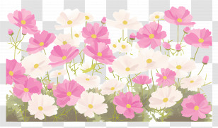Cosmos Flowers Border - Pink And White Flowers In Bloom Transparent PNG