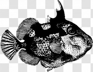 Starry Triggerfish Drawing Aparat Fotografic Hibrid - Monochrome Photography - Thumbnail Transparent PNG