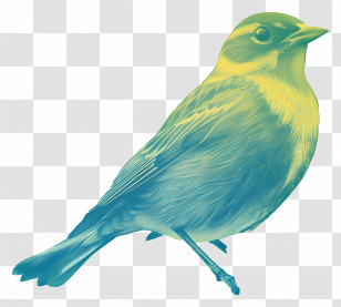 Bird - Colorful Bird Illustration With Feathers On Display Transparent PNG
