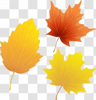 Family Tree Background - Watercolor - Soapberry Planetree Transparent PNG