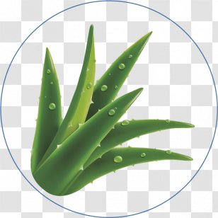 Aloe Vera Absorption Tissue Diaper Textile Transparent PNG