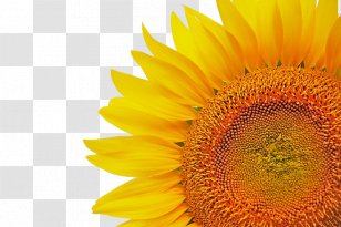 Common Sunflower Download Icon - Gratis Transparent PNG