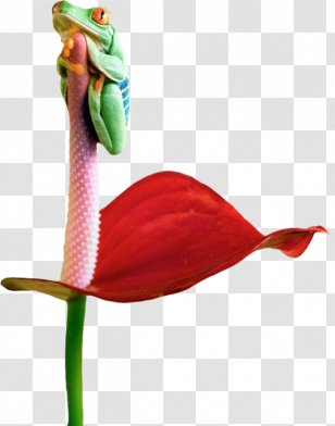 Search Engine Optimization Clip Art - Organism - Plant Transparent PNG