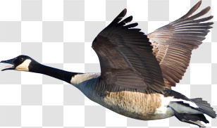 Goose - Flying Goose Illustration Transparent PNG