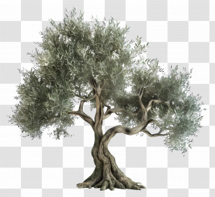 3d Tree - Elegant Olive Tree Realistic Illustration Transparent PNG