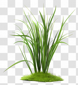 Grass Plant - Green Grass Illustration Transparent PNG