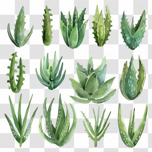 Aloe Vera - Collection Of Aloe Vera Leaves In Various Styles Transparent PNG