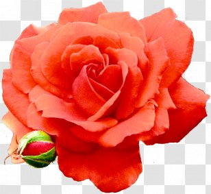 Garden Roses Cabbage Rose Floribunda Carnation Cut Flowers - Ave Maria Transparent PNG