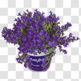 English Lavender Bellflowers Cut Flowers Bellflower Family Flowerpot - Flowering Plant - Campanula Transparent PNG