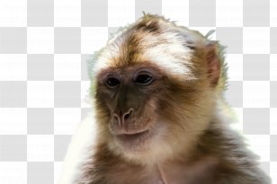 New World Monkey Tufted Capuchin White-fronted Marmoset Old - Macaque - Fur Transparent PNG