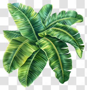 Banana Leaves - Tropical Banana Leaves With Lush Green Texture Transparent PNG