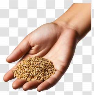 Grass Seed - Hand Holding A Pile Of Wheat Seeds Transparent PNG