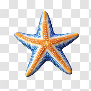 Starfish - Blue And Orange Starfish Illustration Transparent PNG
