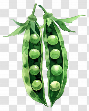 Peas - Watercolor Illustration Of Green Pea Pods Transparent PNG