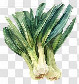 Leeks - Fresh Green Leeks In A Bunch Illustration Transparent PNG