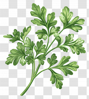 Parsley - Green Parsley Herb Illustration Transparent PNG