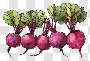Wisteria Vines - Fresh Beetroots With Green Leaves Transparent PNG